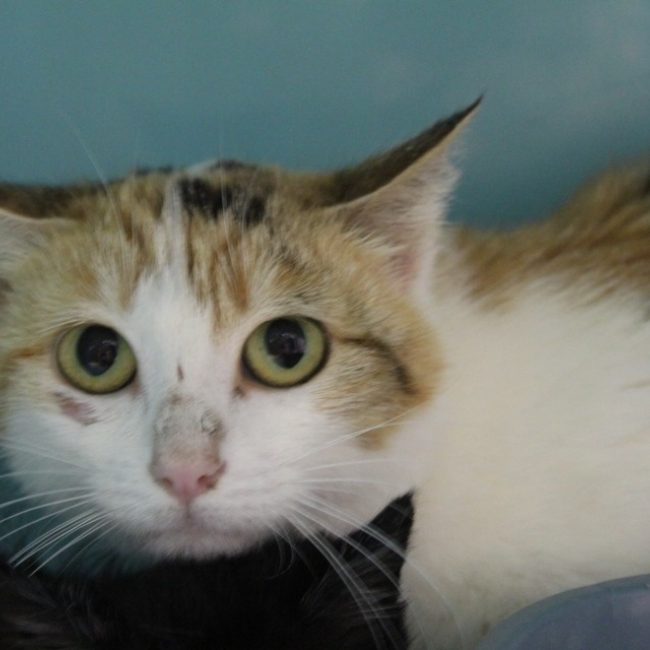 Bayaé - Chat Européen à adopter