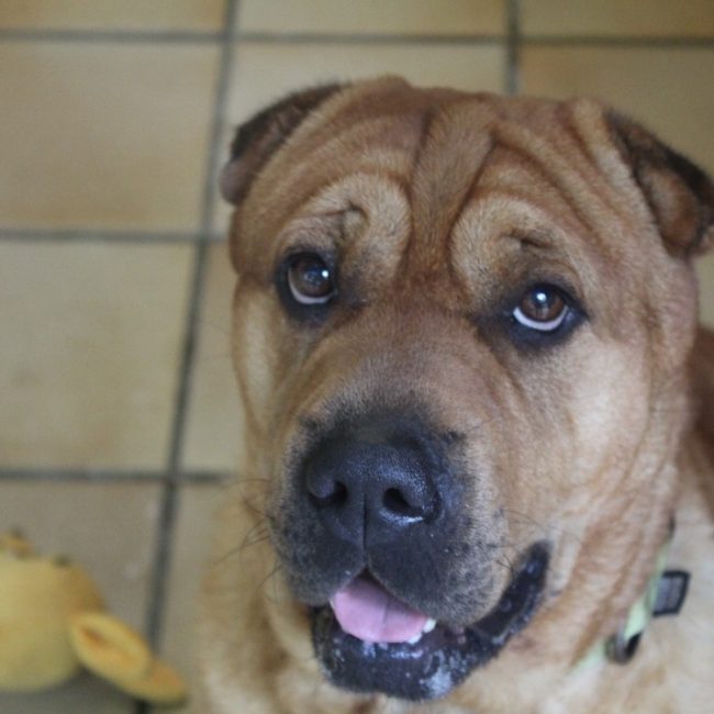 Norton - Chien à adopter