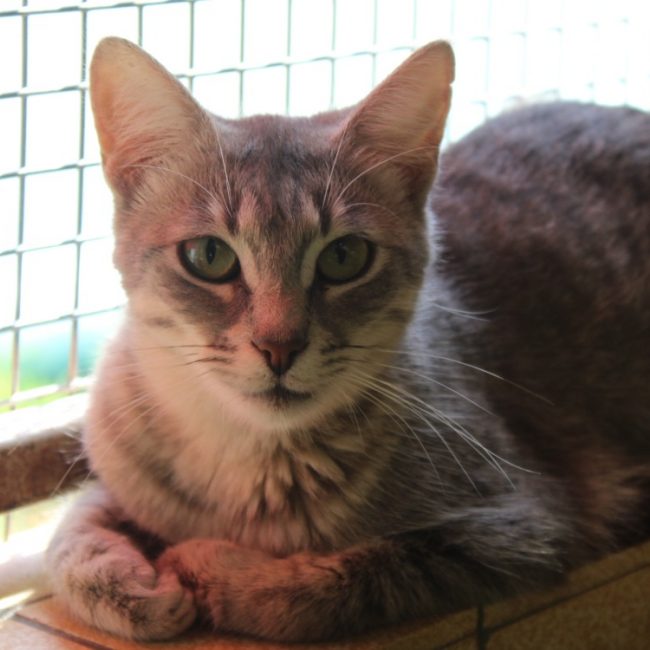 Bertille - Chat Européen à adopter