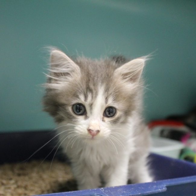Beyza - Chat Européen à adopter