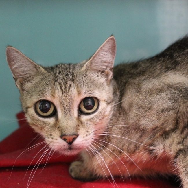 Boulette dit badette - Chat Européen à adopter