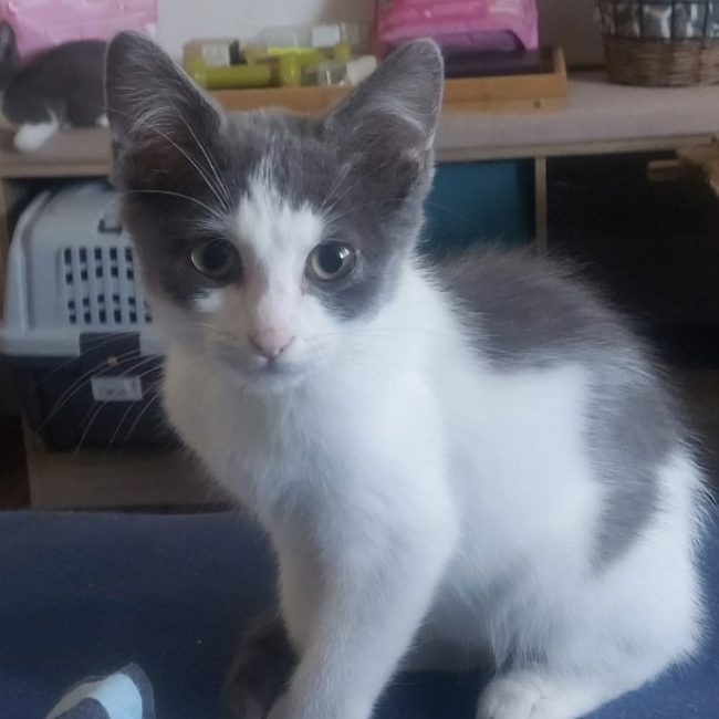 Buddy - Chat Européen à adopter
