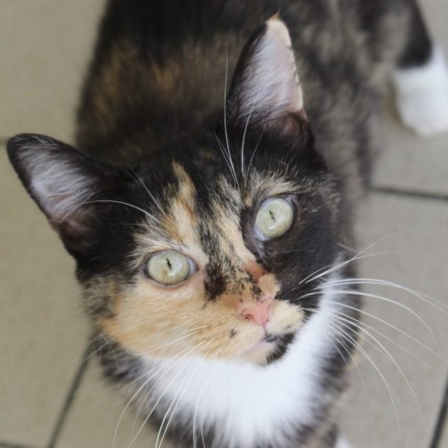 Babibelle - Chat Européen à adopter