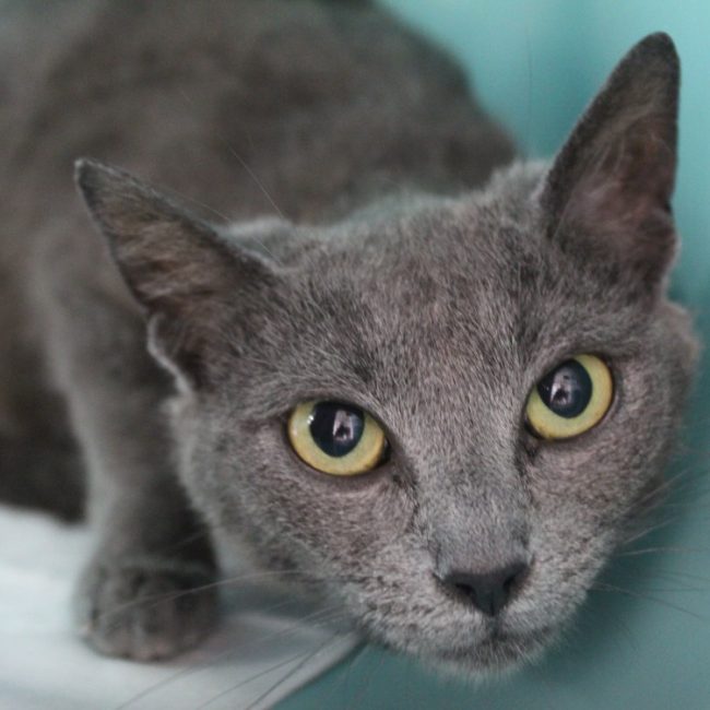 Beurre - Chat Européen à adopter