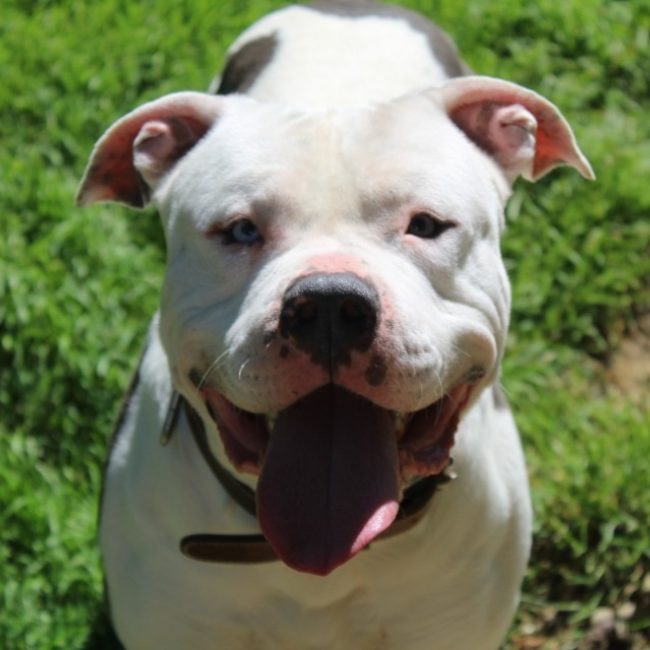 Zion - Chien Bouledogue Américain à adopter