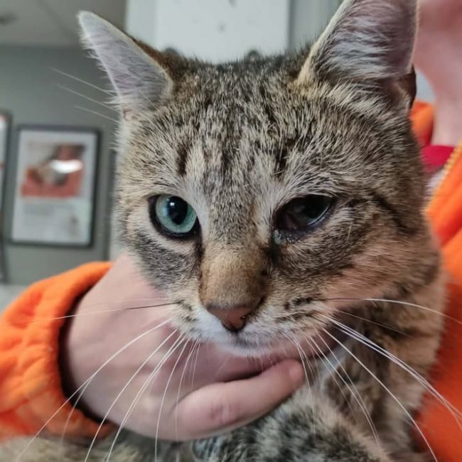 Winston - Chat Européen à adopter
