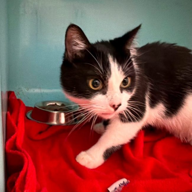Lili - Chat Européen à adopter