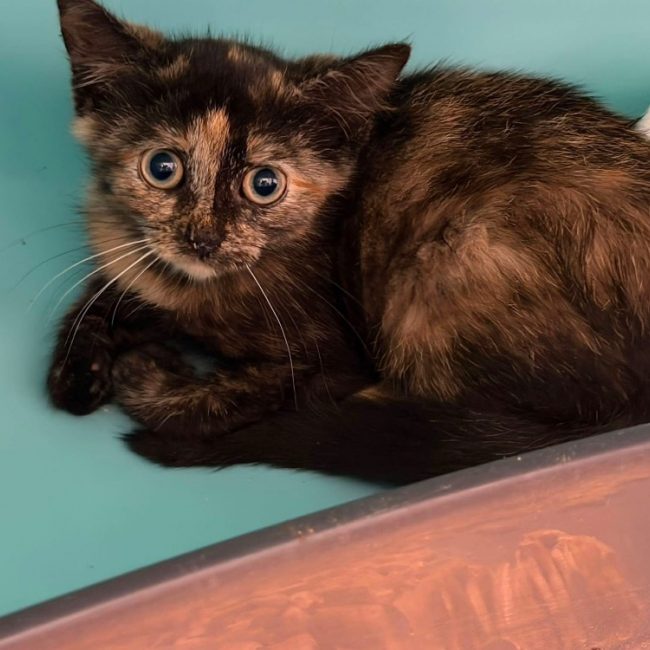 Crush - Chat Européen à adopter