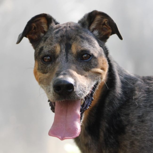 Bostyk - Chien à adopter