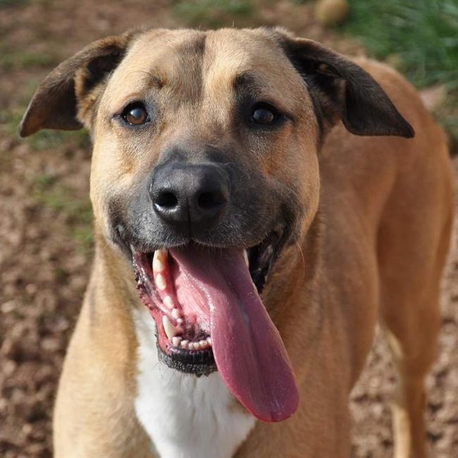 Dédé - Chien Berger Belge Malinois à adopter