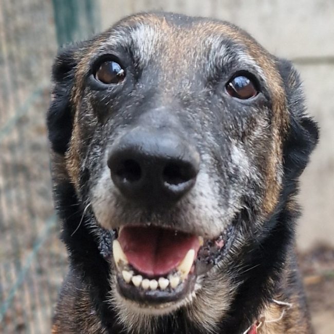 Oumea - Chien Berger Belge Malinois à adopter