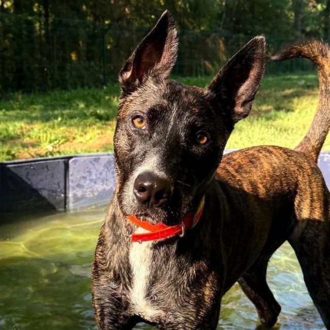 Horace - Chien à adopter