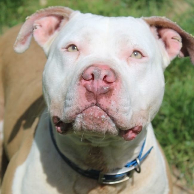 Raïka - Chien American Bully à adopter