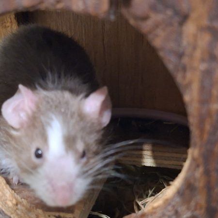 Bazar - Rongeur Souris à adopter