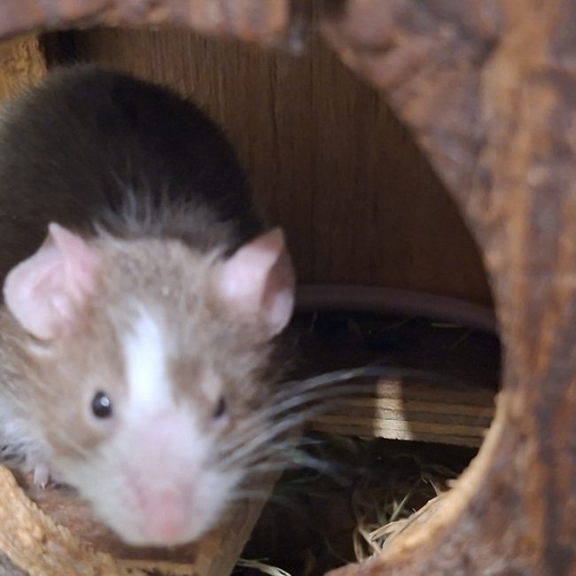 Bazar - Rongeur Souris à adopter