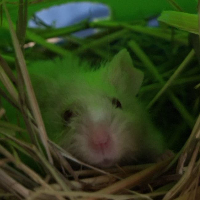 Baboom - Rongeur Souris à adopter