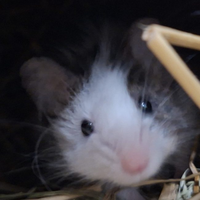 Barnabé - Rongeur Souris à adopter