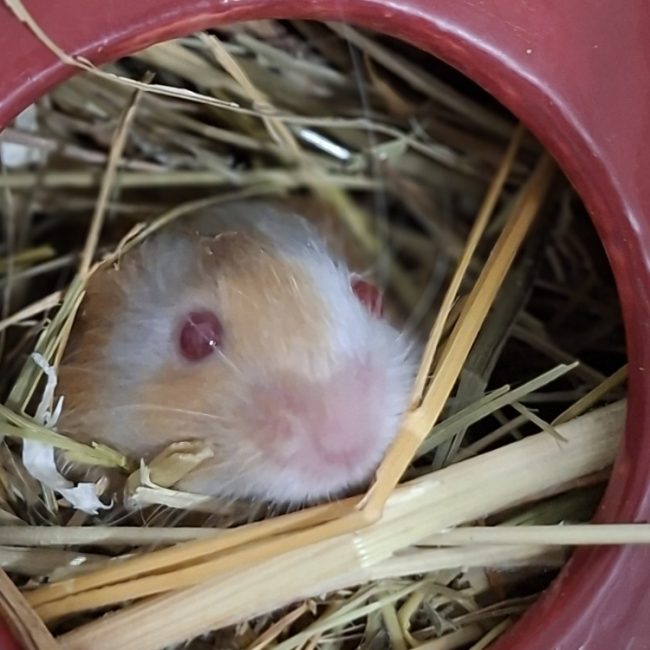 Brandy - Rongeur Souris à adopter
