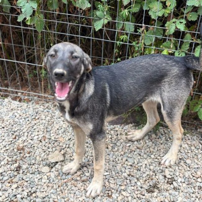 SISTA - Chien à adopter