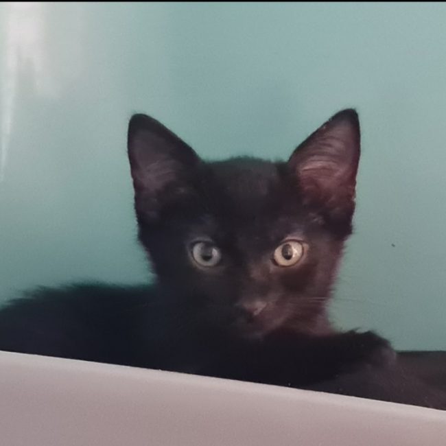 Omari