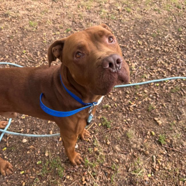Otto - Chien Dogue de Bordeaux à adopter
