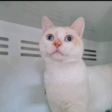 Woody - Chat à adopter