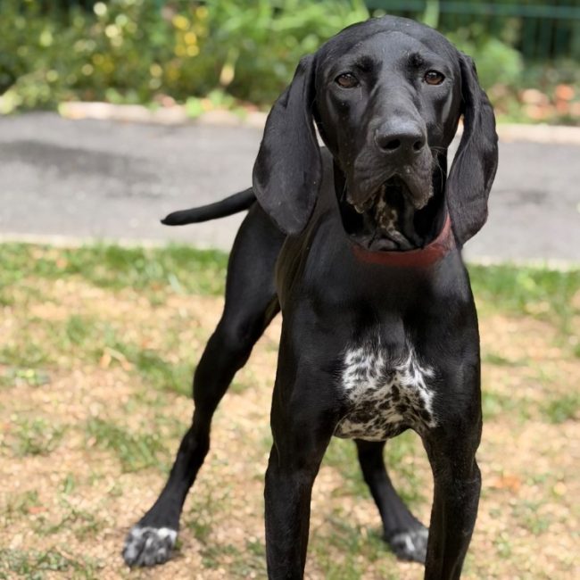 Bella - Chien Braque allemand à poil court à adopter