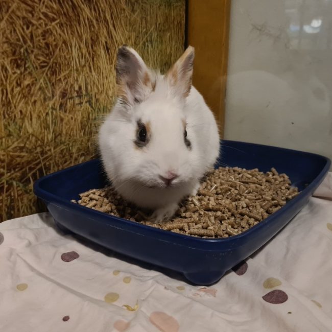Winter - Rongeur Lapin à adopter
