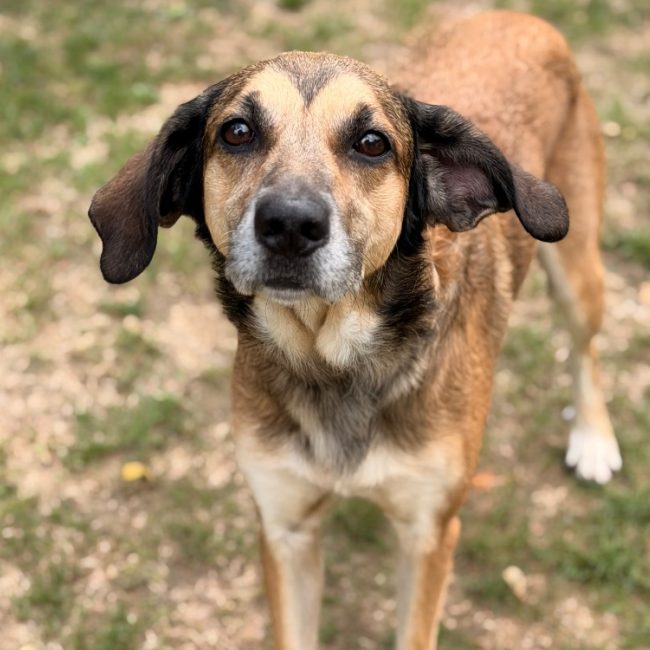 Mandrak - Chien Berger à adopter
