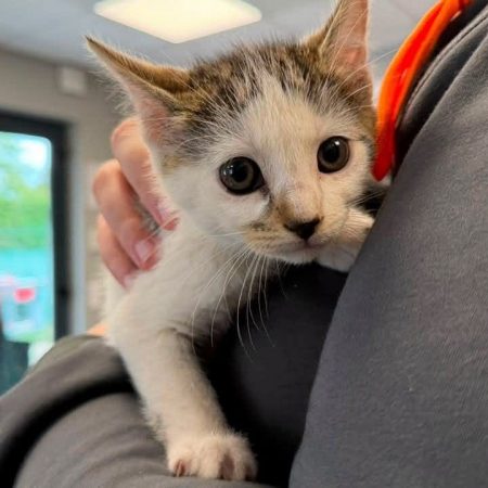 Citron - Chat Européen à adopter