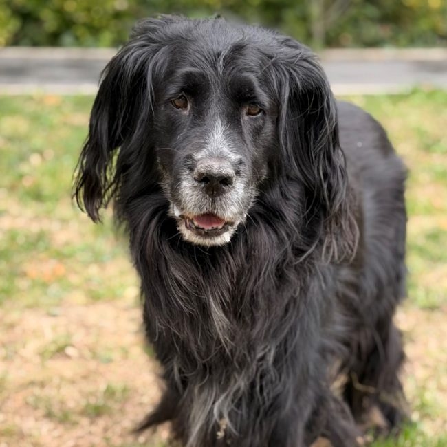 Natsu - Chien à adopter