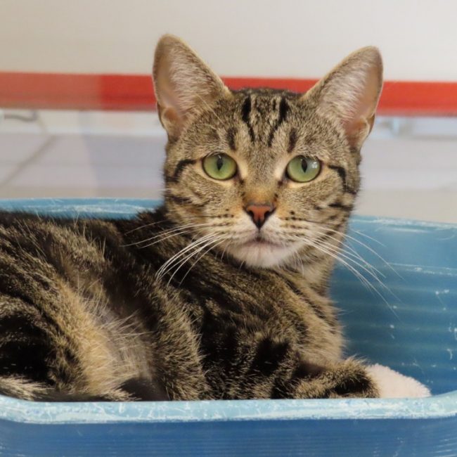 Ellaria - Chat Européen à adopter