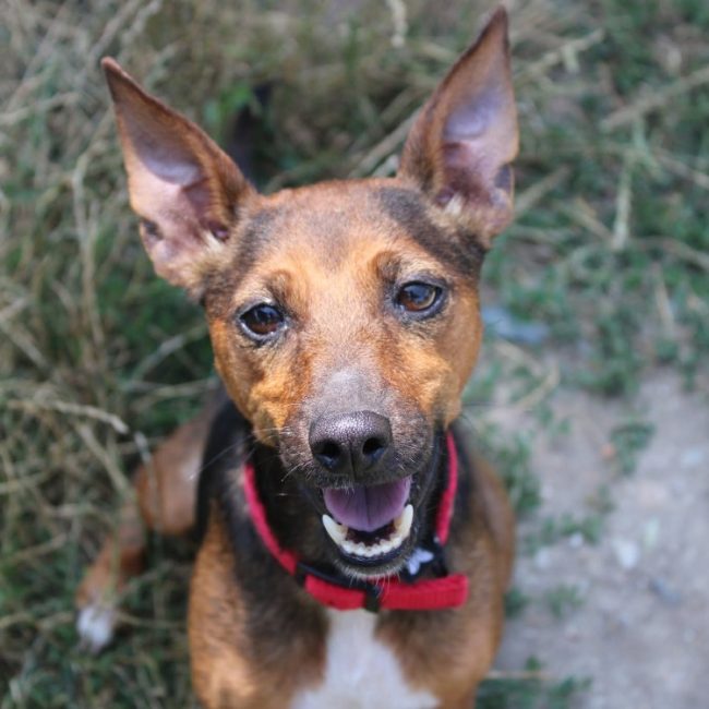 Perle - Chien Ratier pragois à adopter
