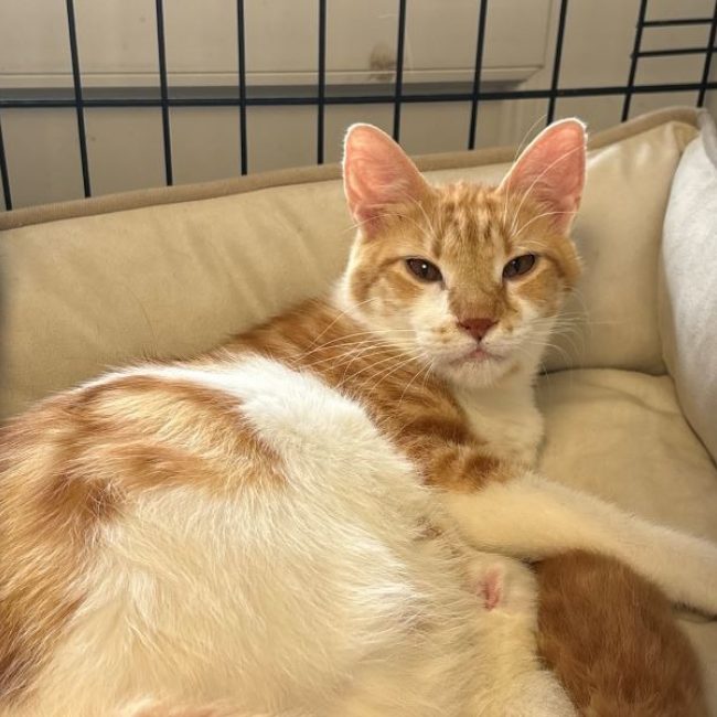 Gregale - Chat Européen à adopter