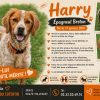 Harry