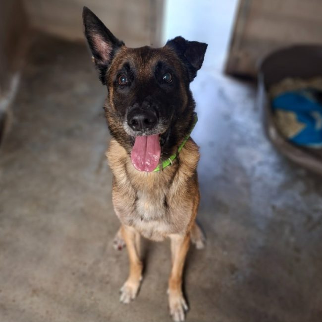 Orko - Chien Berger Belge Malinois à adopter