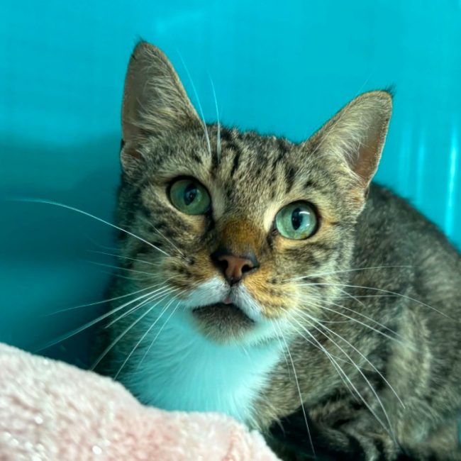 Simba - Chat Européen à adopter
