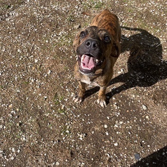 Aramis - Chien à adopter