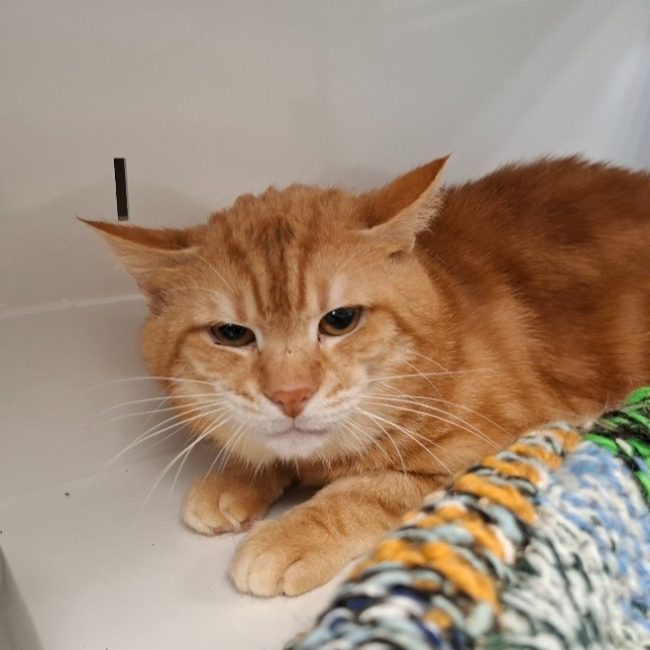 Sirocco - Chat Européen à adopter