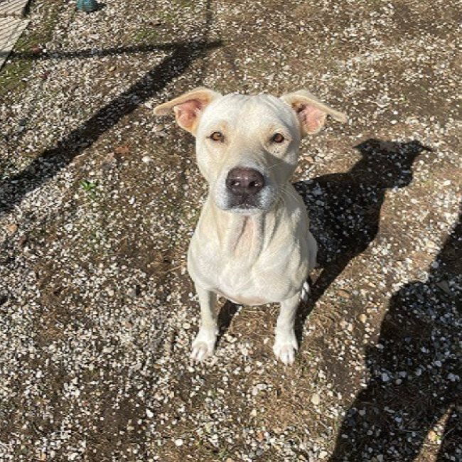 School - Chien à adopter