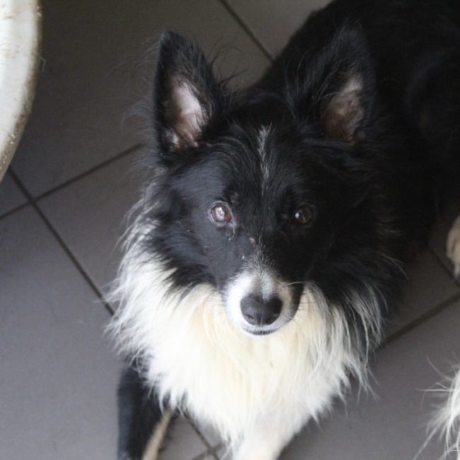 Basil - Chien Border Collie à adopter