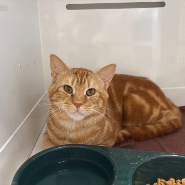 Tehuano - Chat Européen à adopter