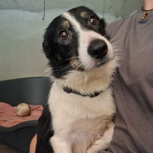 Billie - Chien Border Collie à adopter