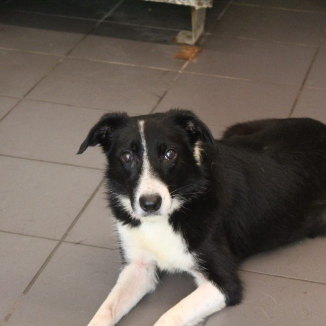 Blubel - Chien Border Collie à adopter