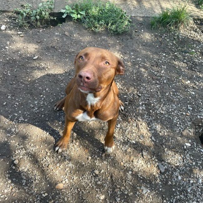 Diva - Chien à adopter