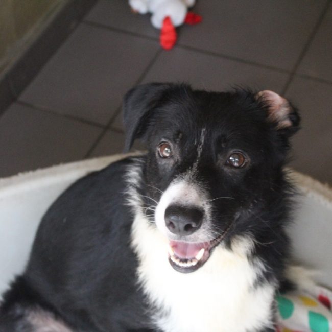 Bonita - Chien Border Collie à adopter