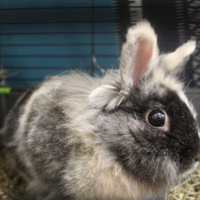 Billie - Rongeur Lapin à adopter