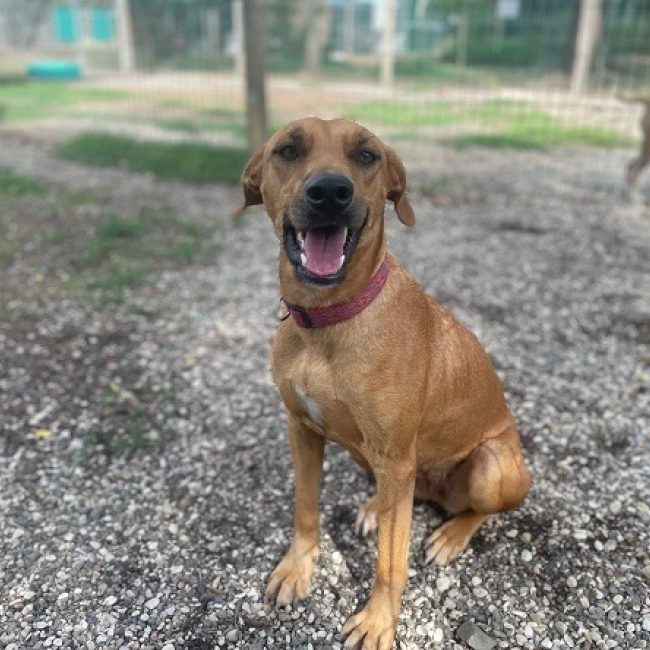 Kasya - Chien à adopter