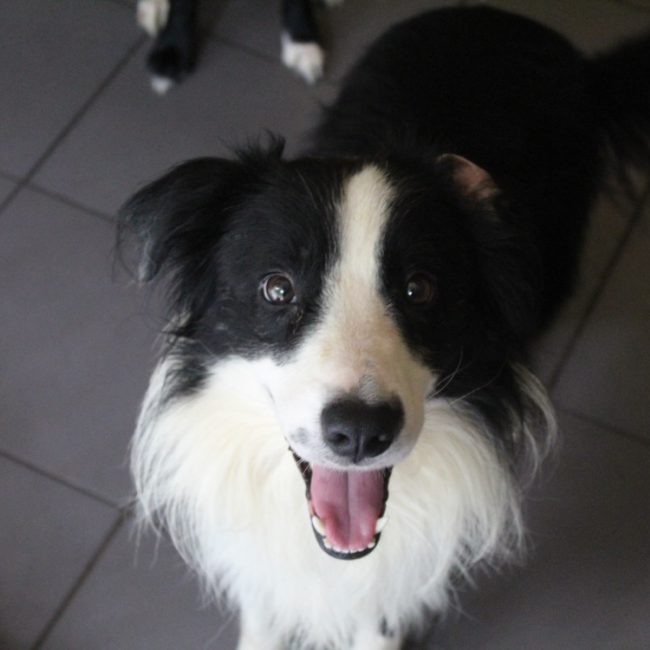 Booky - Chien Border Collie à adopter