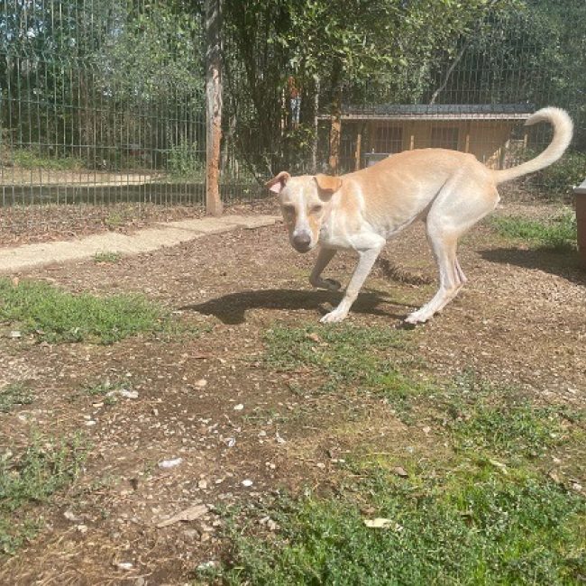 Diablo - Chien à adopter